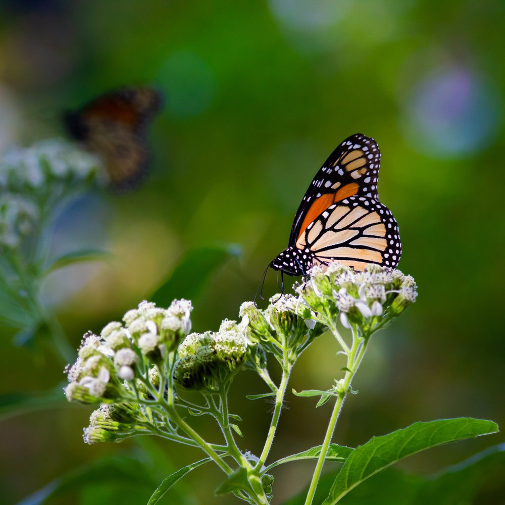 Monarch butterfly by Alyssa Murphy.